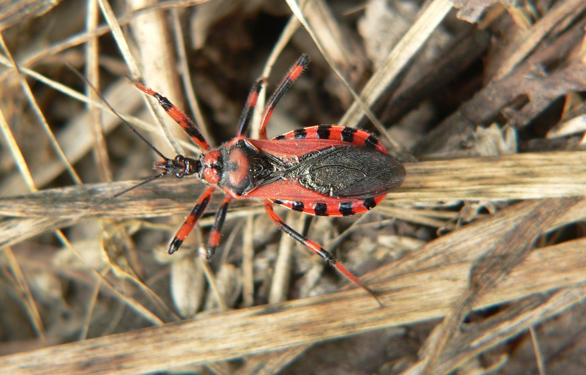 Reduviidae: Rhynocoris cf iracundus